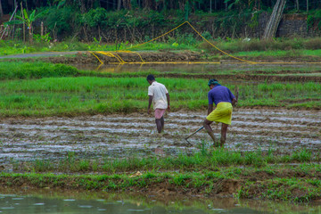 farmer