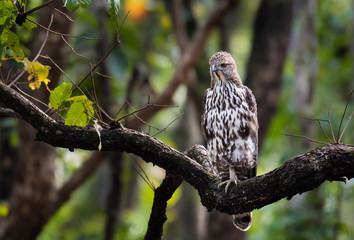 Crested serpent-eagle on branch in the forest.