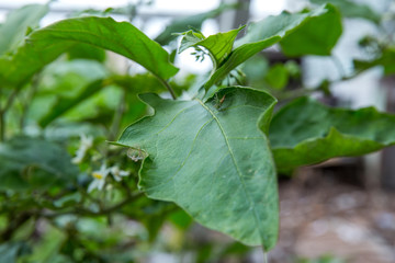 Macro spider on the leaf