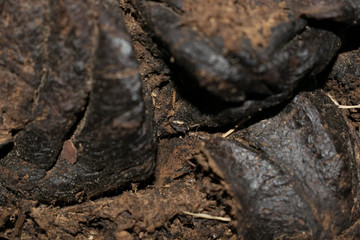 Animal cows are used as fertilizer in agriculture by large plano macro background design.