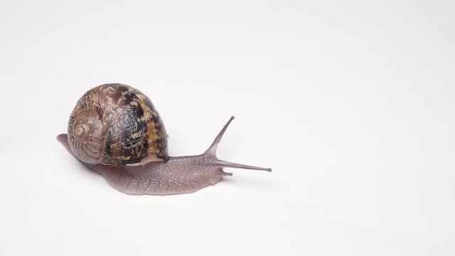 Snail helix with a shell on the back slowly crawling on a white background