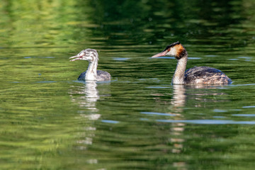 Adult and juvenile Great Crested Grebe (podiceps cristatus)