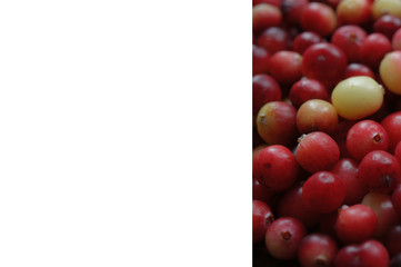 cranberry red berries background texture