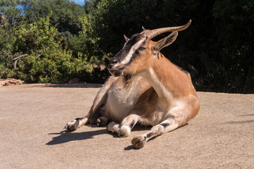 In der Sonne ruhende Ziege - Arbatax