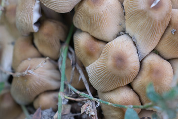 toadstools mushrooms are not edible poisonous grow in a handful for design background
