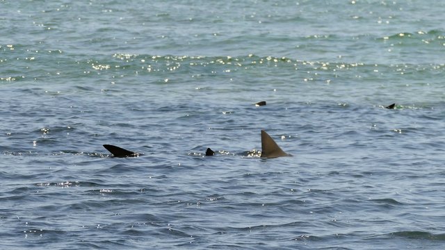 Sharks swimming in the Shark Bay, Sal