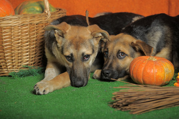 Two dogs with pumpkin. Grass, laika.