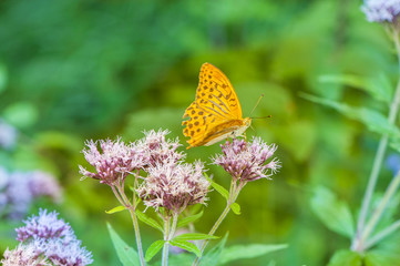 Farfalla su fiore selvatico