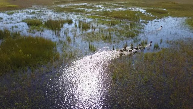 Aerial view of lechwe antelope running through Okavango Delta wetlands in Botswana