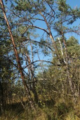 Trees in the Ibm Moorland in Upper Austria, in early autumn. The Ibmer Moor is an European nature reserve. Central Europe.
