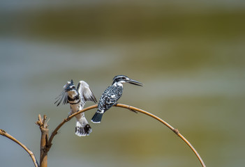 The pied kingfisher (Ceryle rudis) sitting on a branch with green background.
