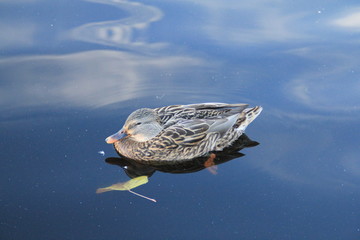autumn ducks, 2013