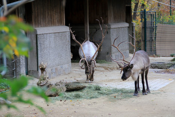 european deer, 2014