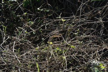 the insect on the dry branches 