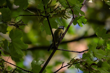 Spatz im Baum