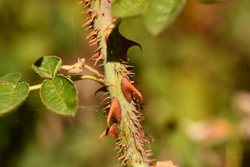 Herbstblätter