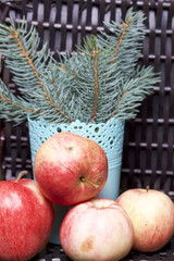 The branches of blue spruce and ripe fragrant apples. Against the background of a wicker basket of wicker.