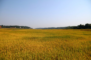 Fototapeta premium Rice farmers harvest scenes in autumn in China