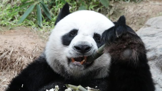 Male Panda in Thailand Eating Bamboo Shoot