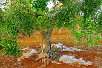 Ancient olive trees of Salento, Apulia, southern Italy