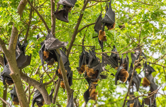 Bats lying on the tree
