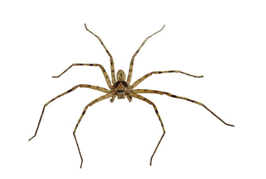 common huntsman spider crawling on white background
