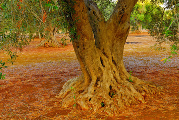 Ancient olive trees of Salento, Apulia, southern Italy