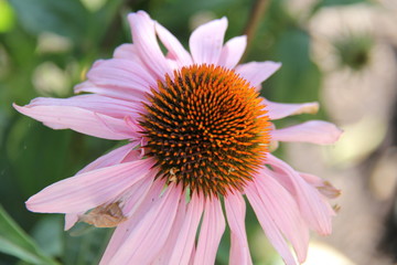 closeup of pink flower