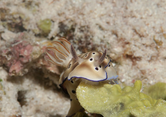 Tryon's hypselodoris nudibranch ( Hypselodoris tryoni ) crawling along the seafloor of Bali, Indonesiaia