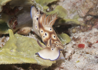 Tryon's hypselodoris nudibranch ( Hypselodoris tryoni ) crawling along the seafloor of Bali, Indonesiaia