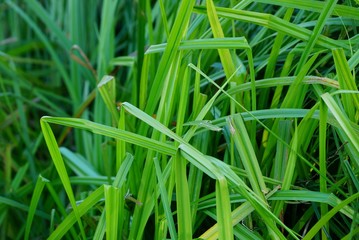 green natural plant texture from long leaves of grass