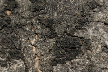 tree trunk bark of different shapes and shades for the background for design