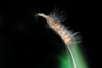 caterpillar on black background