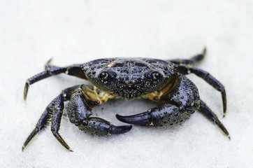 Closeup of a crab with big claws on a white rock