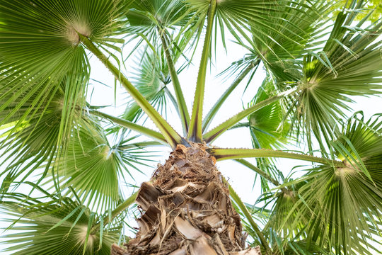 Palm Tree Leaves View From Above