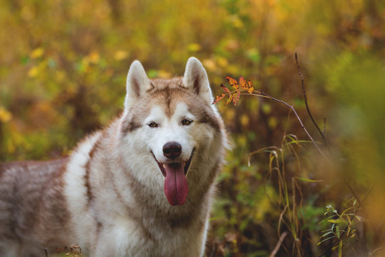 Close-up Portrait of gorgeous Siberian Husky dog posing in the bright enchanting fall forest