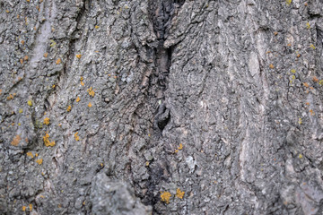tree trunk bark of different shapes and shades for the background for design