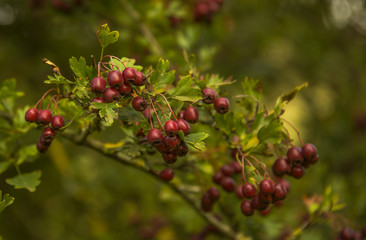 Dark red berries