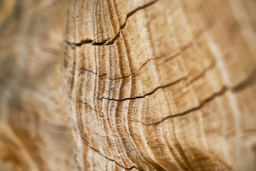 Fototapeta premium Tree Texture and Background