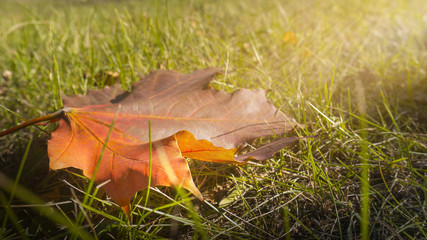 Autumn nature, yellow leaves close up, sunlight. Autumn background.