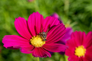 Purple cosmos flower