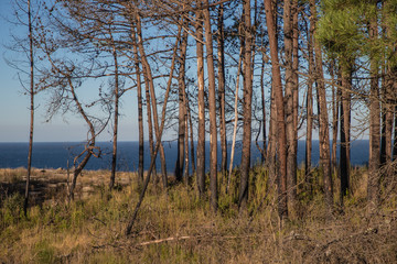 Forest at the spanish atlantic coast