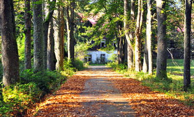 Asphalt road in autumn forest, KOrytnica