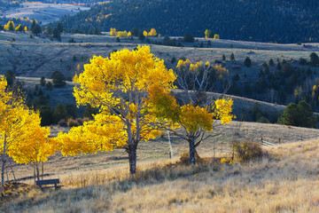Autumn in the Pike National Forest