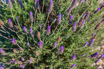 field of lavender flowers