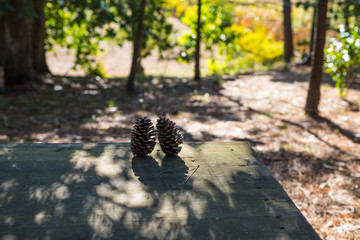 Two pine cones