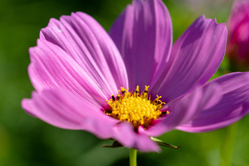 Fototapeta premium pink cosmos flower