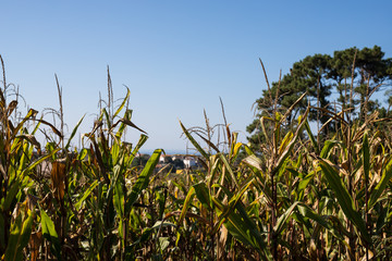 Obraz premium corn in the field