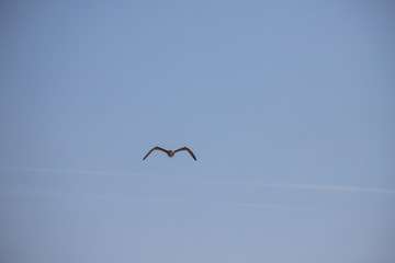 Flying Seagull