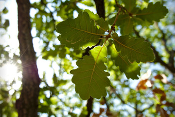 Bajo las verdes hojas del roble en verano